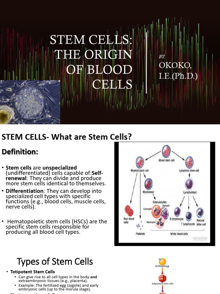 Stem Cells The Origin of Blood Cells | PDF | Cell Potency | Stem Cell