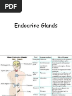 Endocrine System Glands