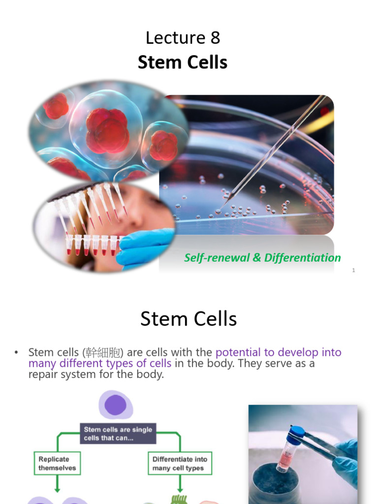 8 - Stem cells | PDF | Stem Cell | Embryonic Stem Cell