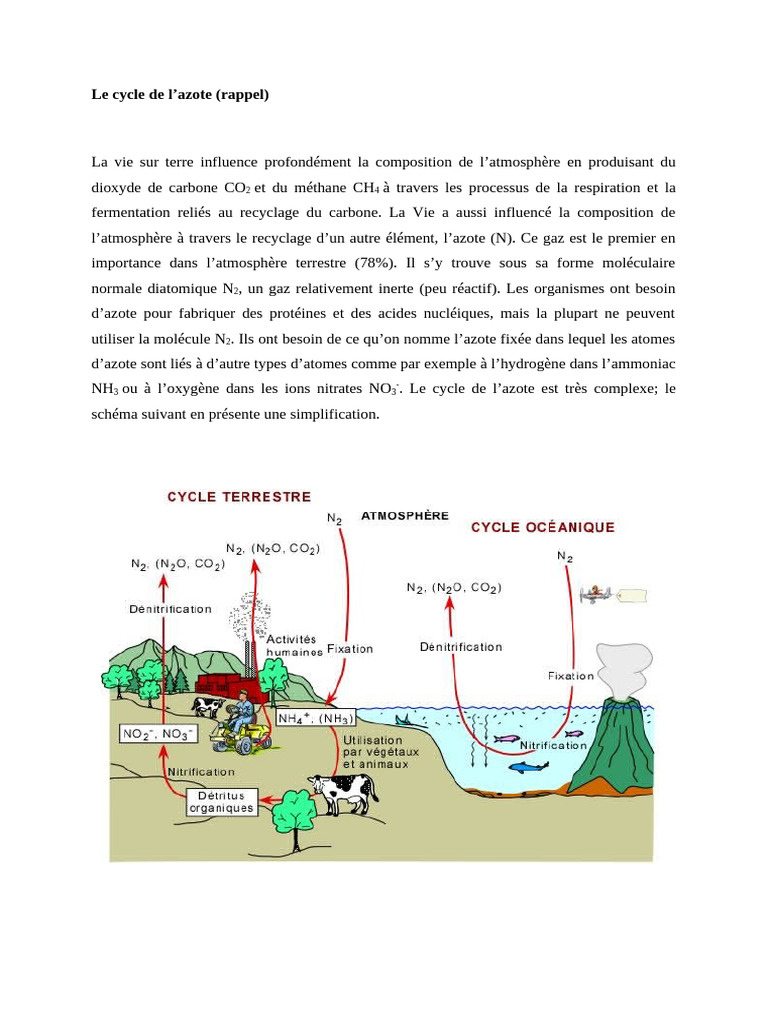 Le Cycle de L'azote | PDF | Nitrogène | Nitrate