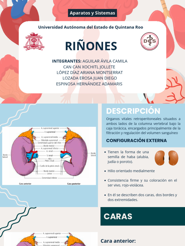 Riñon Equipo1 | PDF | Riñón | Abdomen