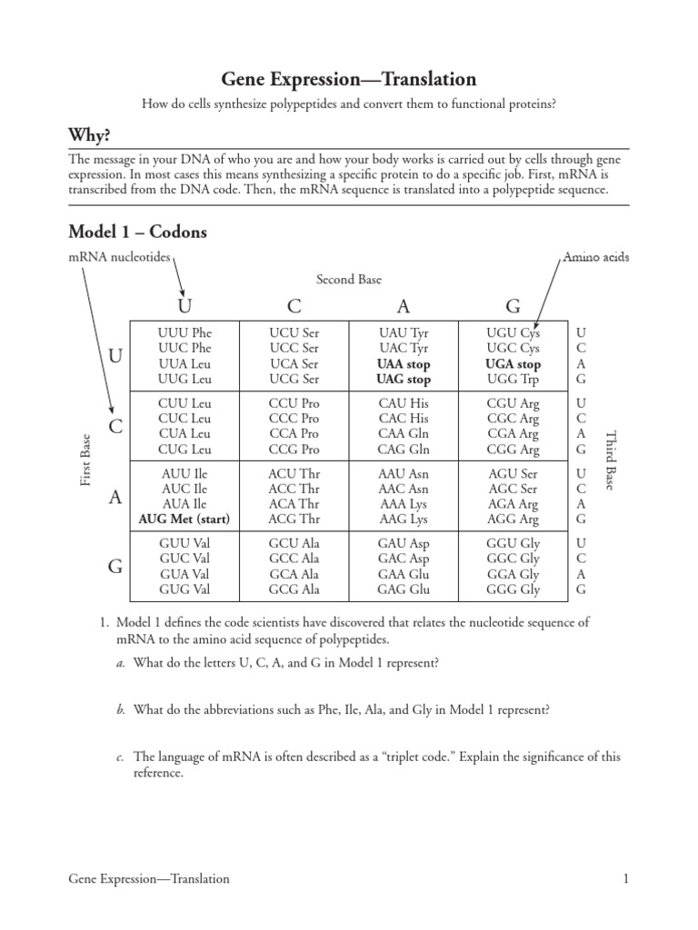 Nicholas Ragusa - 15 Gene Expression-Translation-S | PDF | Translation ...
