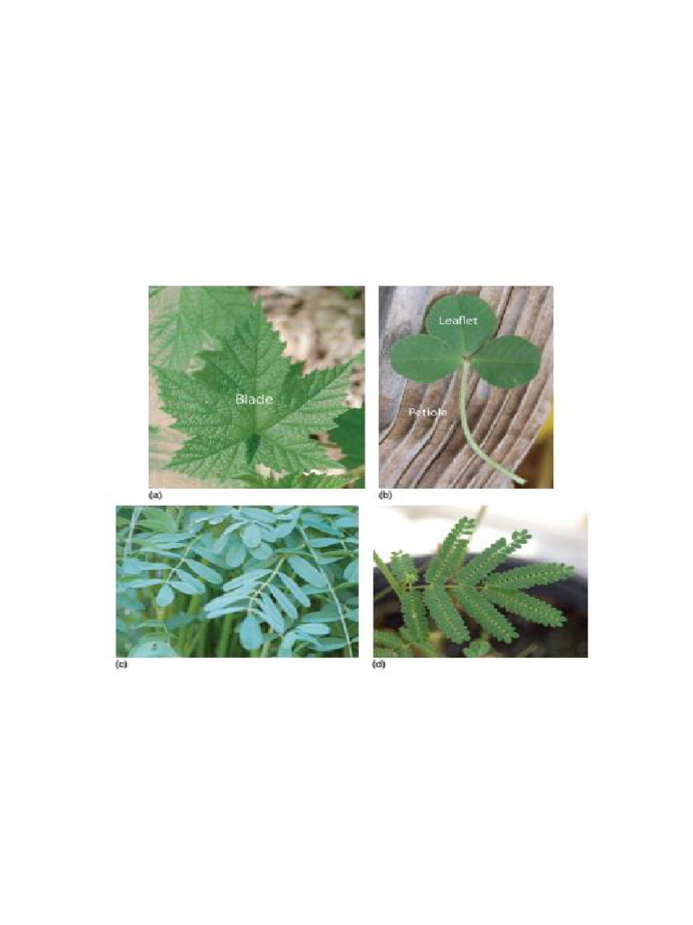 Bota 222 Plant Structure and Function Week 5 Notes the Structure of the ...
