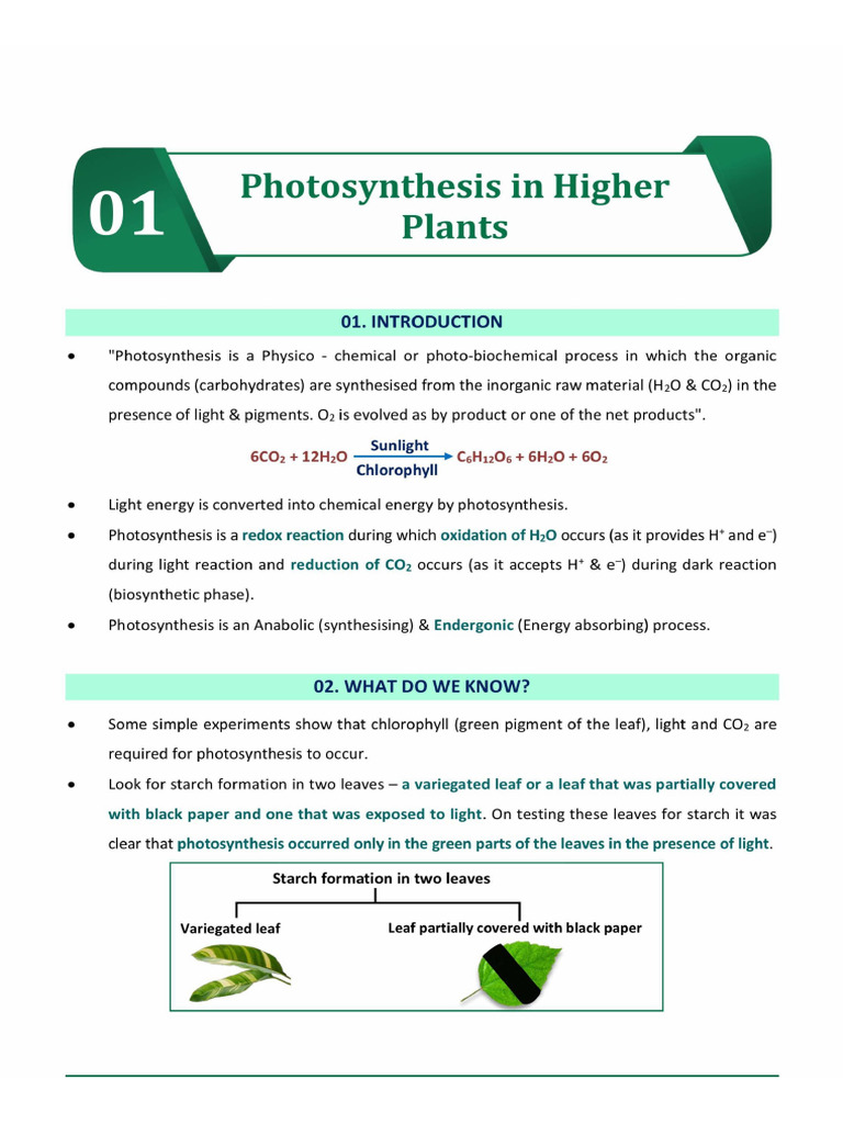 Photosynthesis Notes | PDF