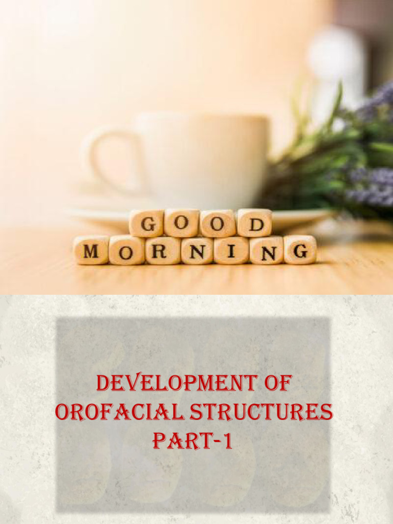 development of orofacial structures 2 | PDF | Human Nose | Anatomy