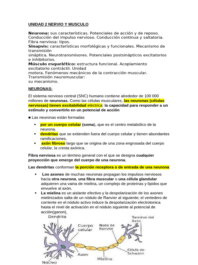 UNIDAD 2 Nervio y Musculo | PDF | Sinapsis | Potencial de acción