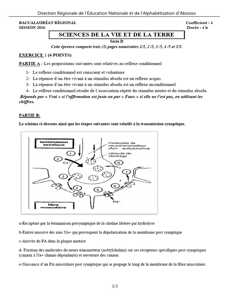 Bac D SVT | PDF | Acétylcholine | Synapse