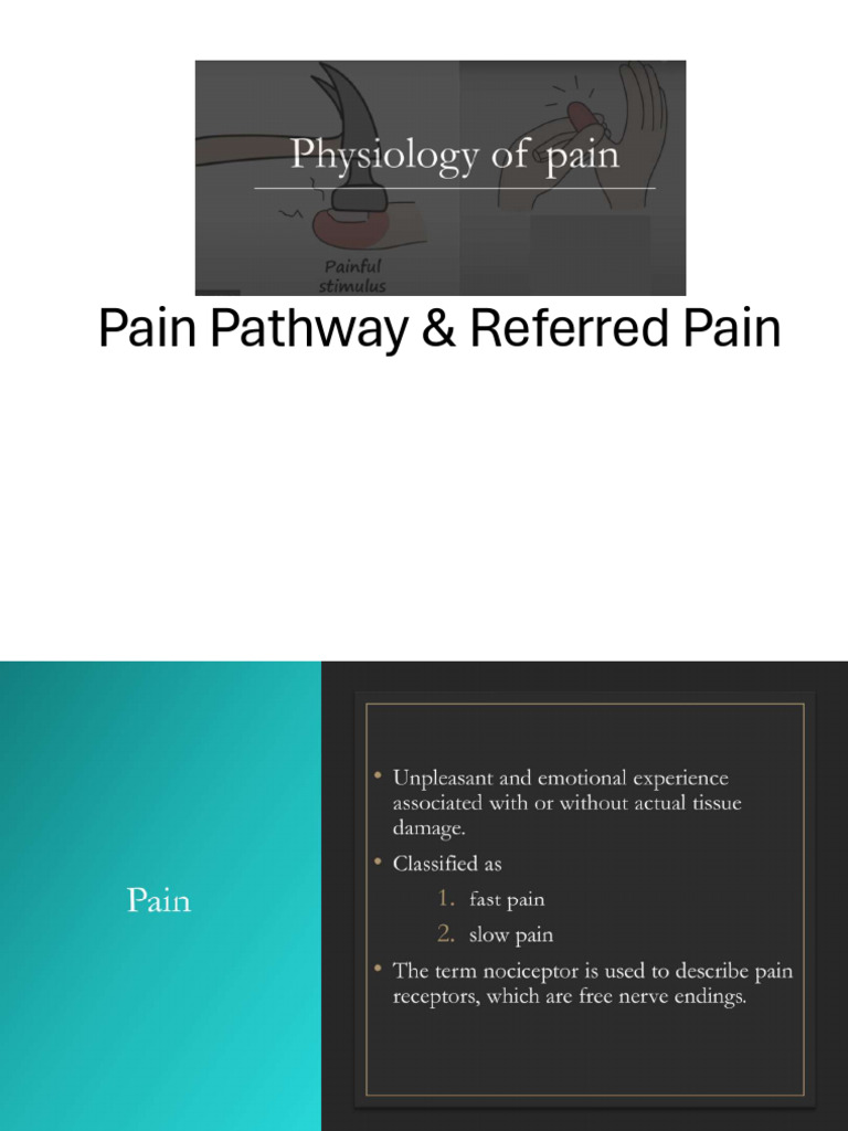 Pain Pathway & Referred Pain | PDF