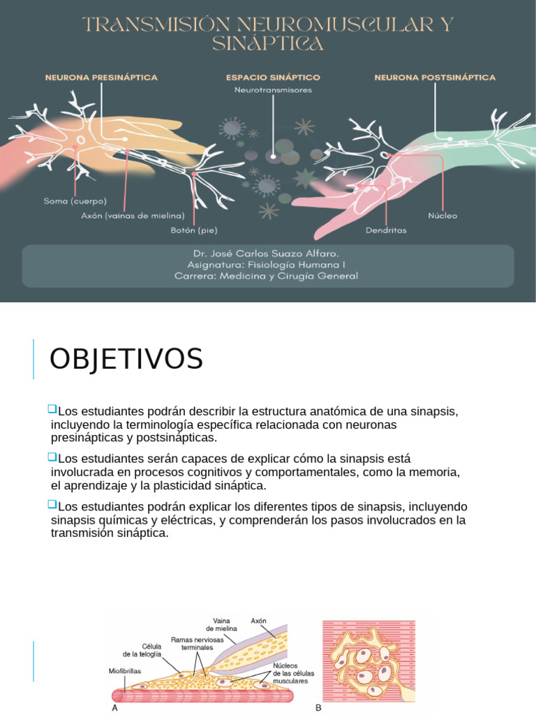 Sinapsis - Fisiología | PDF | Sinapsis | Sinapsis química