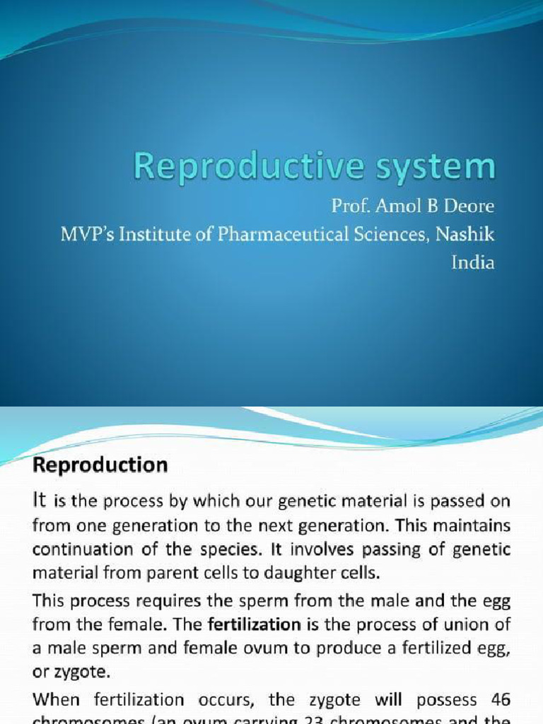 Reproductive System | PDF