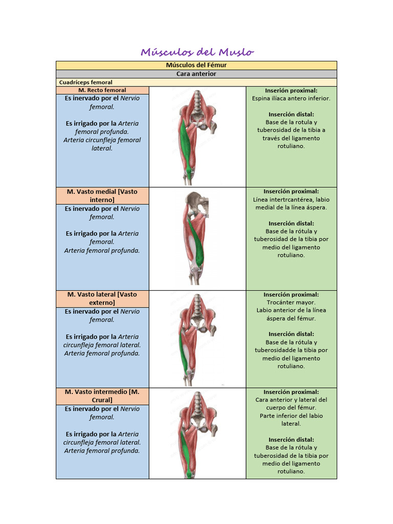 Músculos Del Muslo | PDF | Cadera | Anatomía del miembro inferior