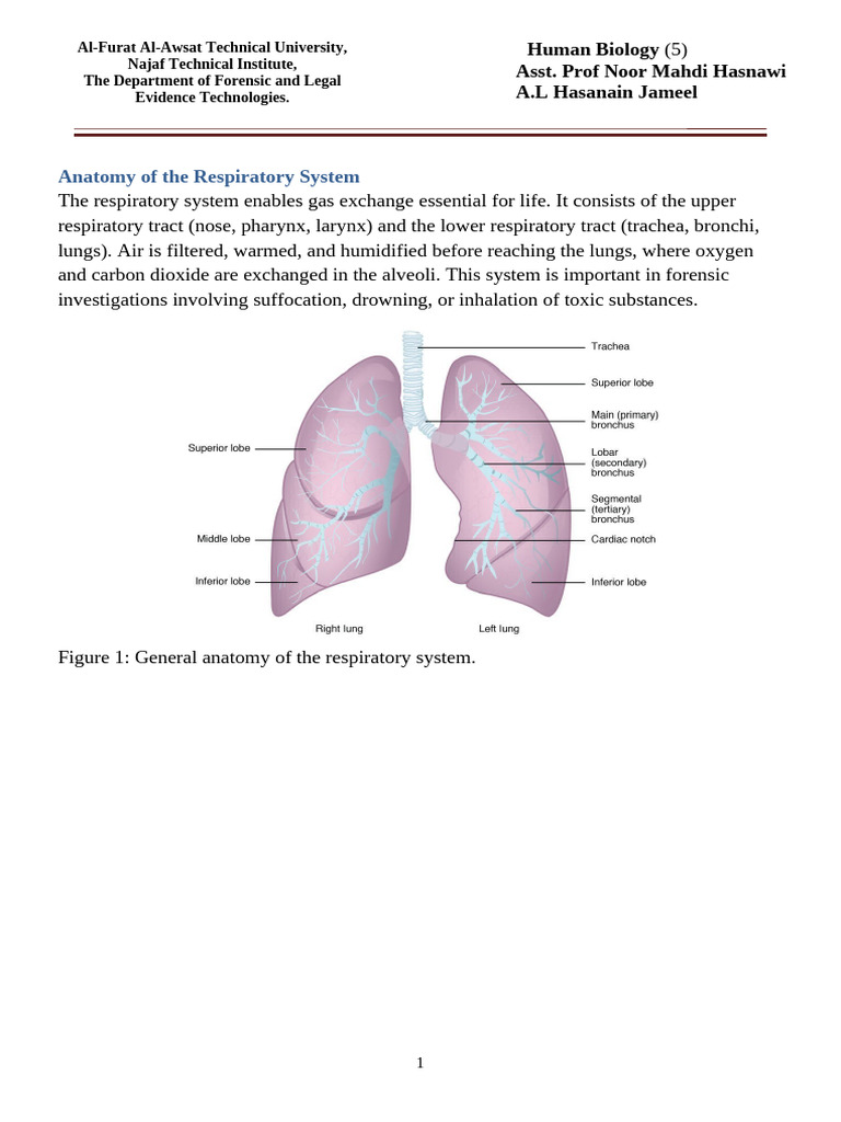 Anatomy of Human Body Systems | PDF | Respiratory Tract | Abdomen