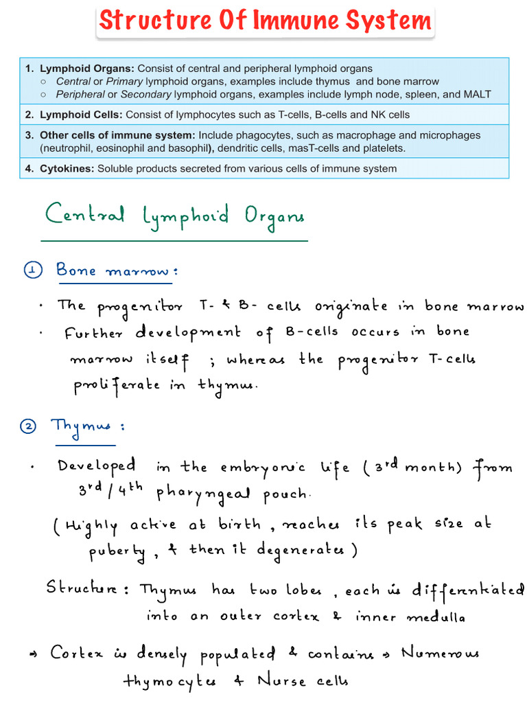 Structure of Immune System | PDF | Thymus | Lymphatic System