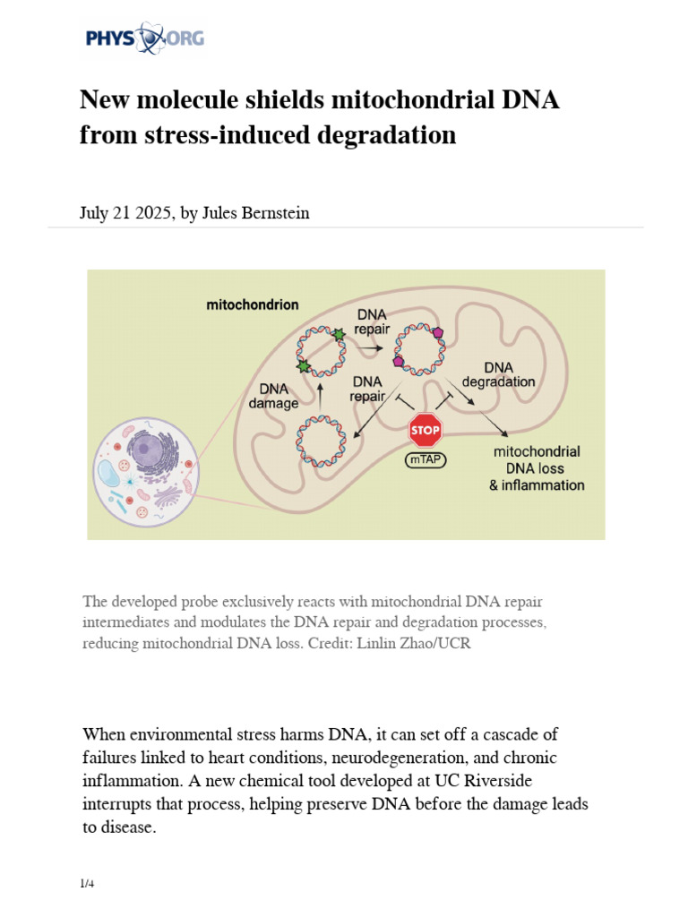 2025 07 Molecule Shields Mitochondrial Dna Stress | PDF | Mitochondrial ...