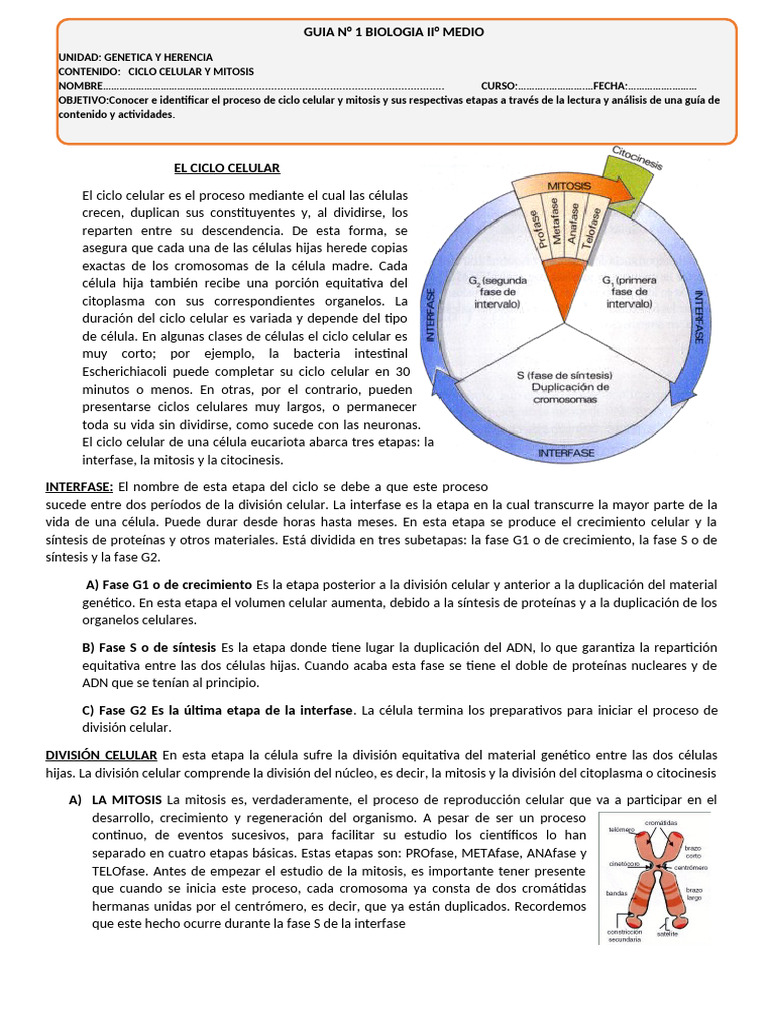 El Ciclo Celular | PDF | Mitosis | Mitosis