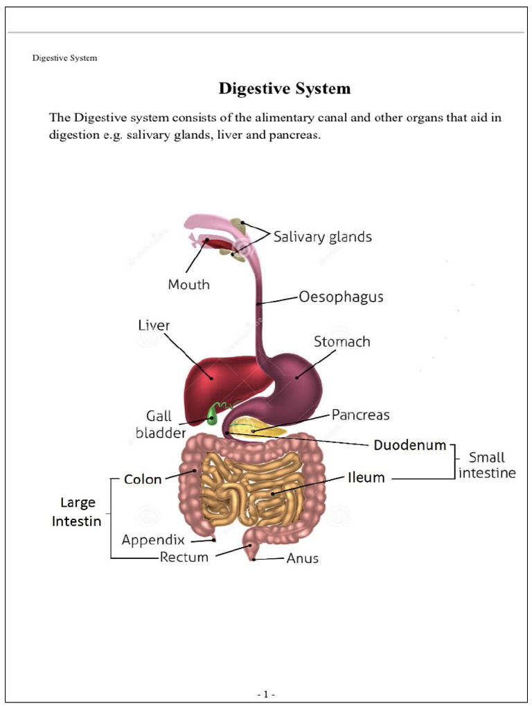 Digestive System | PDF