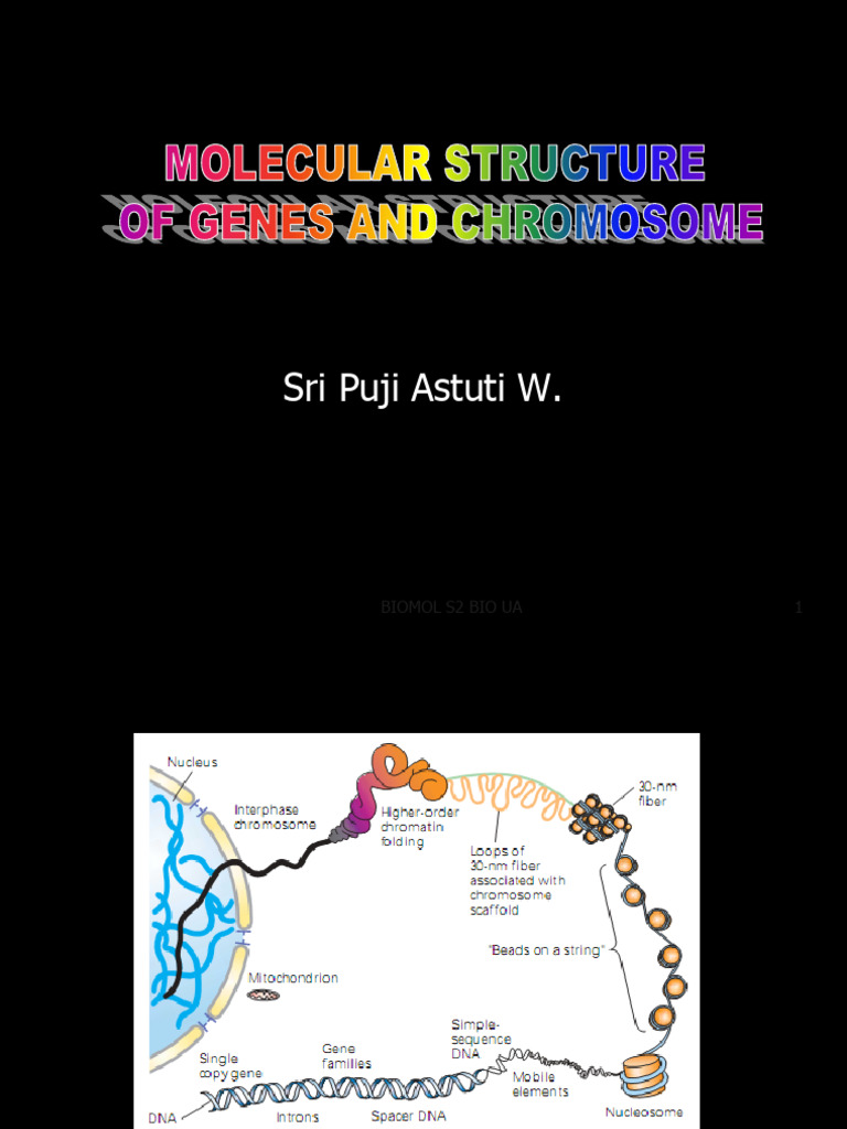 8 GENES and Chromosome-SPA3 | PDF | Histone | Gene