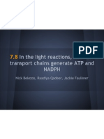 In The Light Reactions, Electron Transport Chains Generate ATP and Nadph