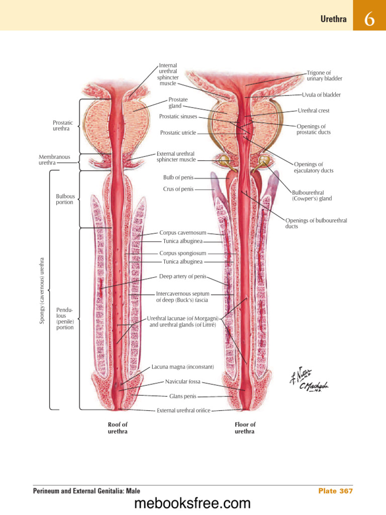 901 Netter S Atlas 7th Ed Compressed KUB | PDF | Prostate | Urology