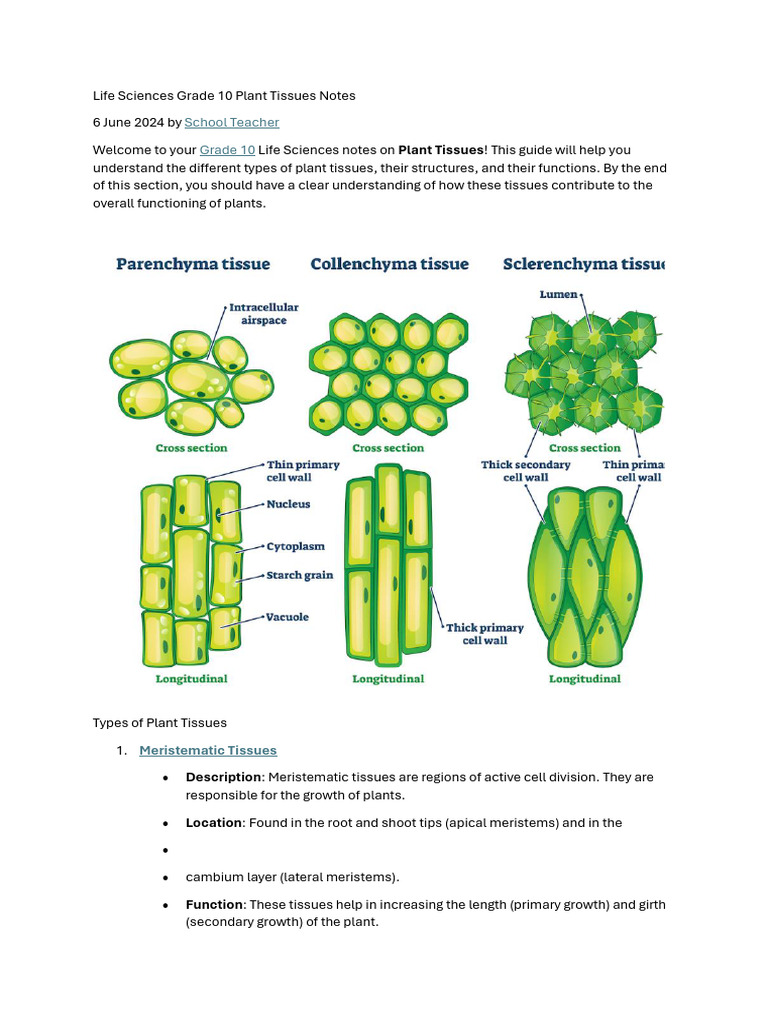 Life Sciences Grade 10 Plant Tissues Notes | PDF | Tissue (Biology) | Root