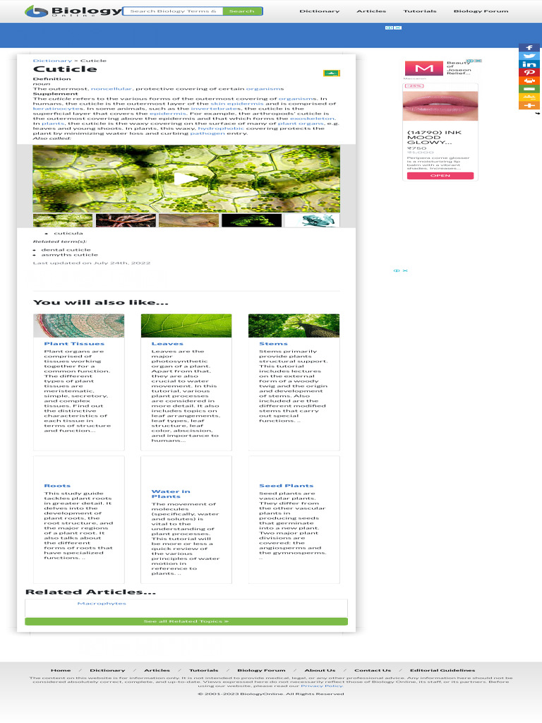 Cuticle Definition and Examples - Biology Online | PDF | Leaf | Seed