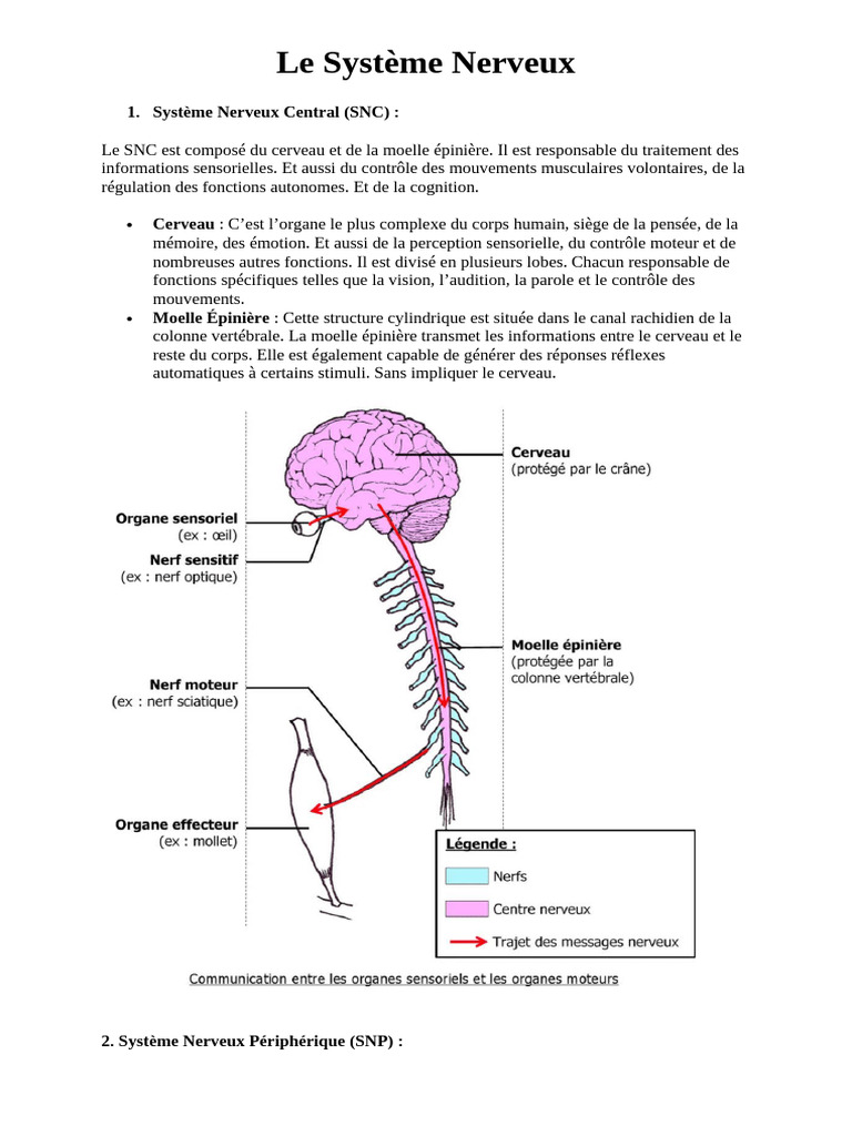 Le Système Nerveux | PDF | Neurone | Système nerveux