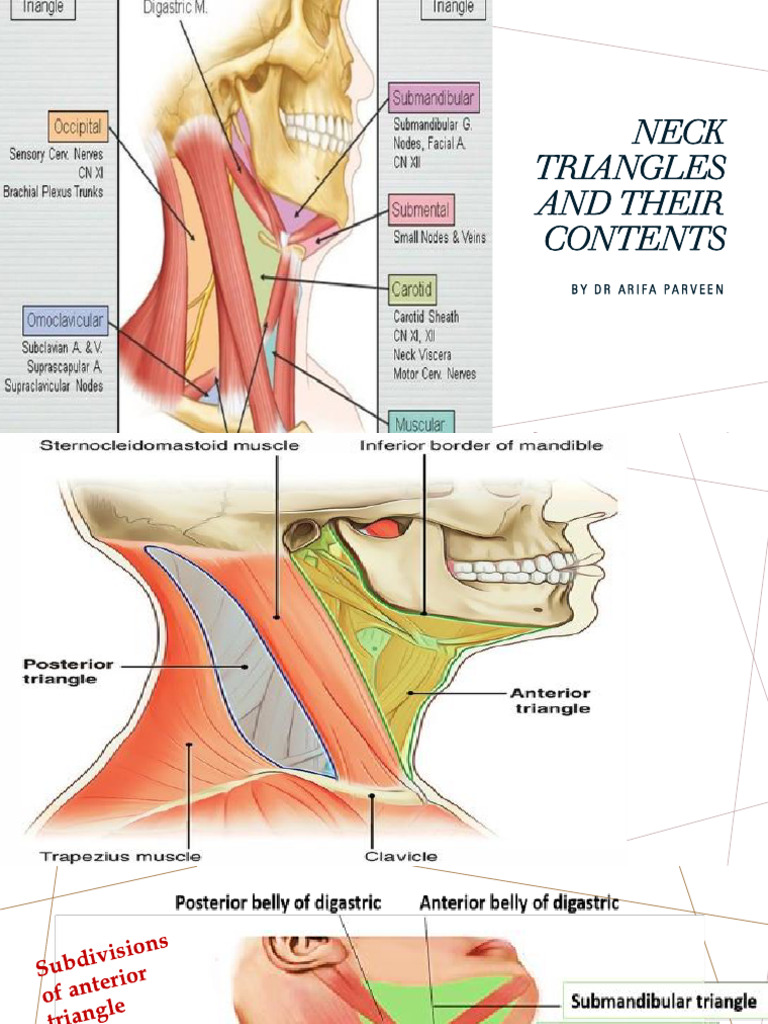 Neck Triangles and Their Contents | PDF | Common Carotid Artery | Neck