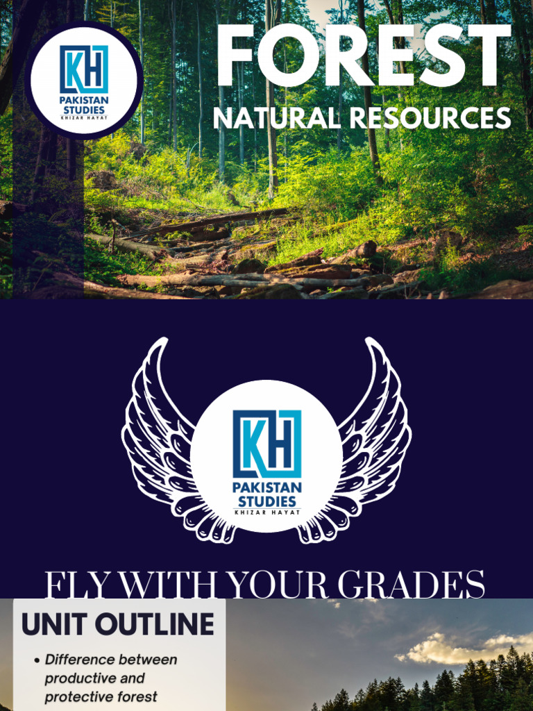 Unit 04 Forest by KH | PDF | Forests | Trees
