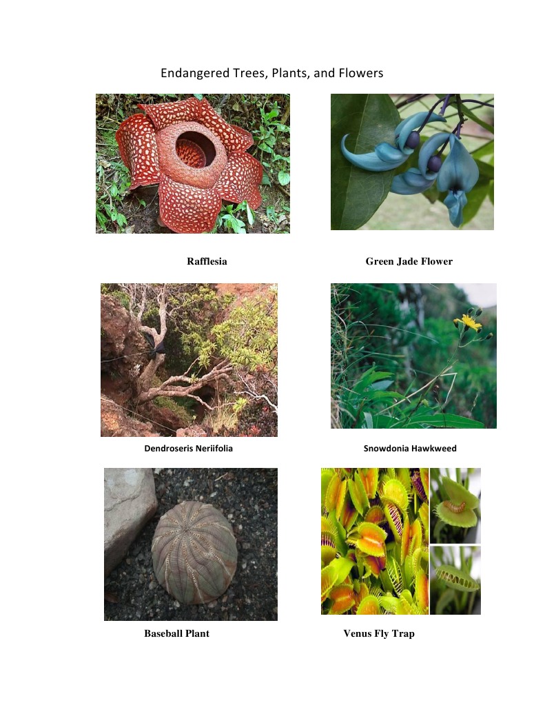 Endangered Trees and Notable Plants | PDF | Plants | Organisms