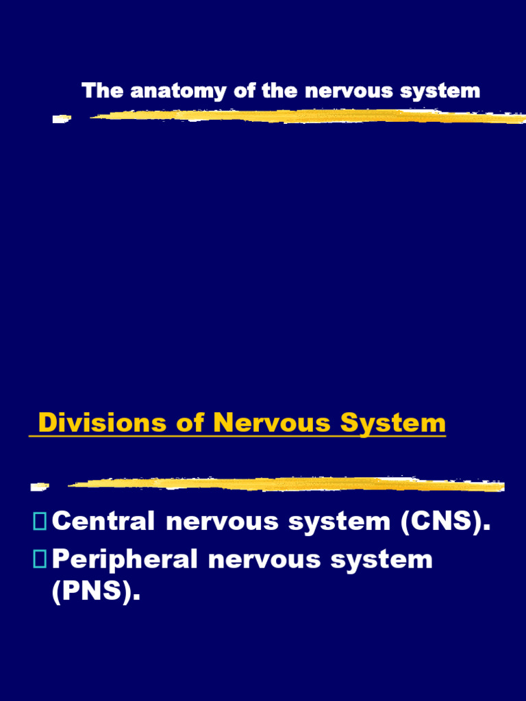(NS) The Anatomy of The Nervous System | PDF | Central Nervous System ...