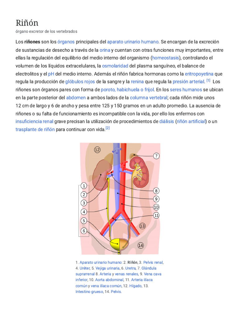 Riñón - Wikipedia, La Enciclopedia Libre | PDF | Riñón | Orina