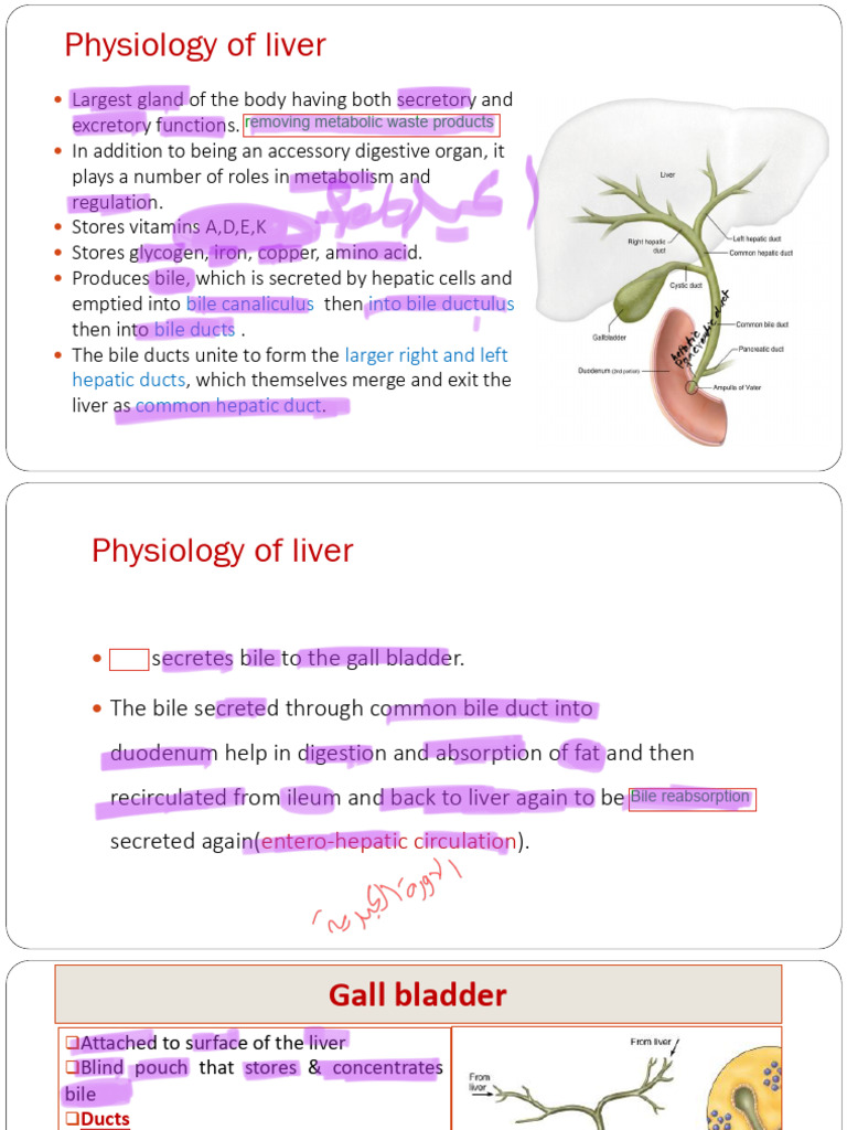 7 - Physiology of GIT (II) Aa | PDF | Bile | Pancreas