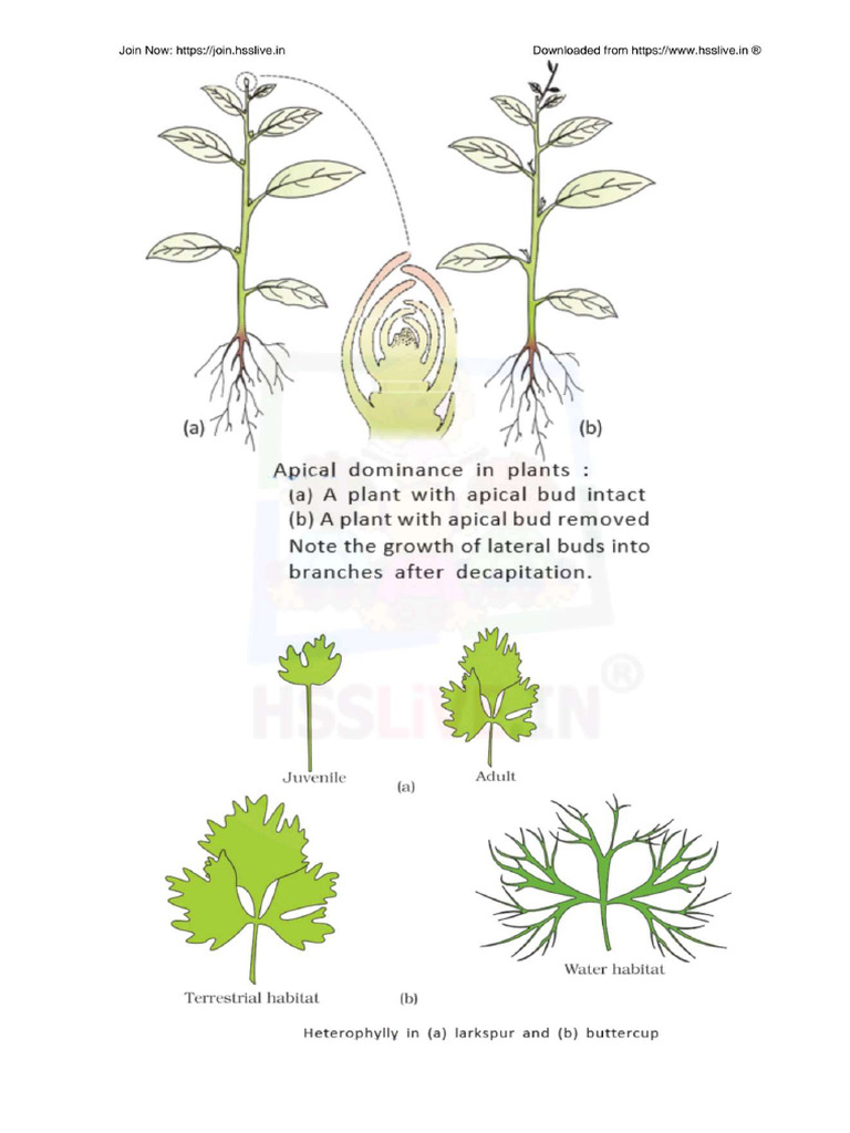 Botany | PDF