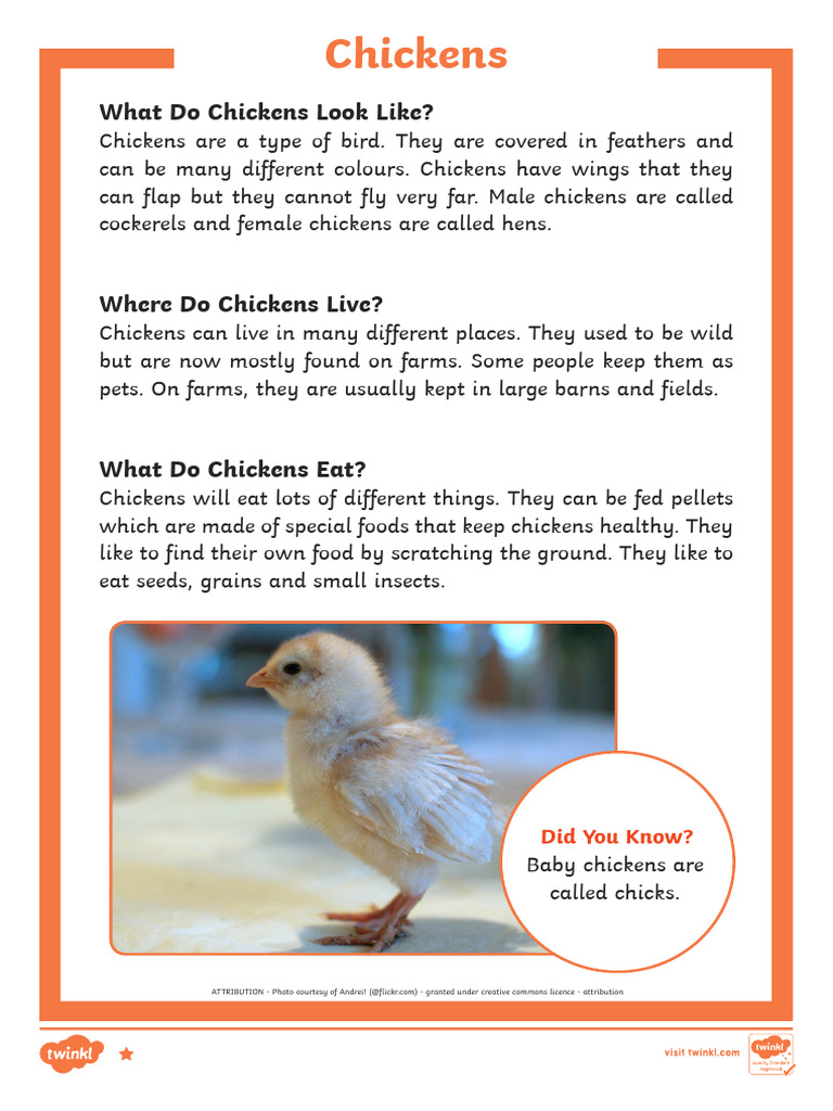 T L 52560 Ks1 Chickens Differentiated Fact File Ver 1 | PDF | Chicken ...
