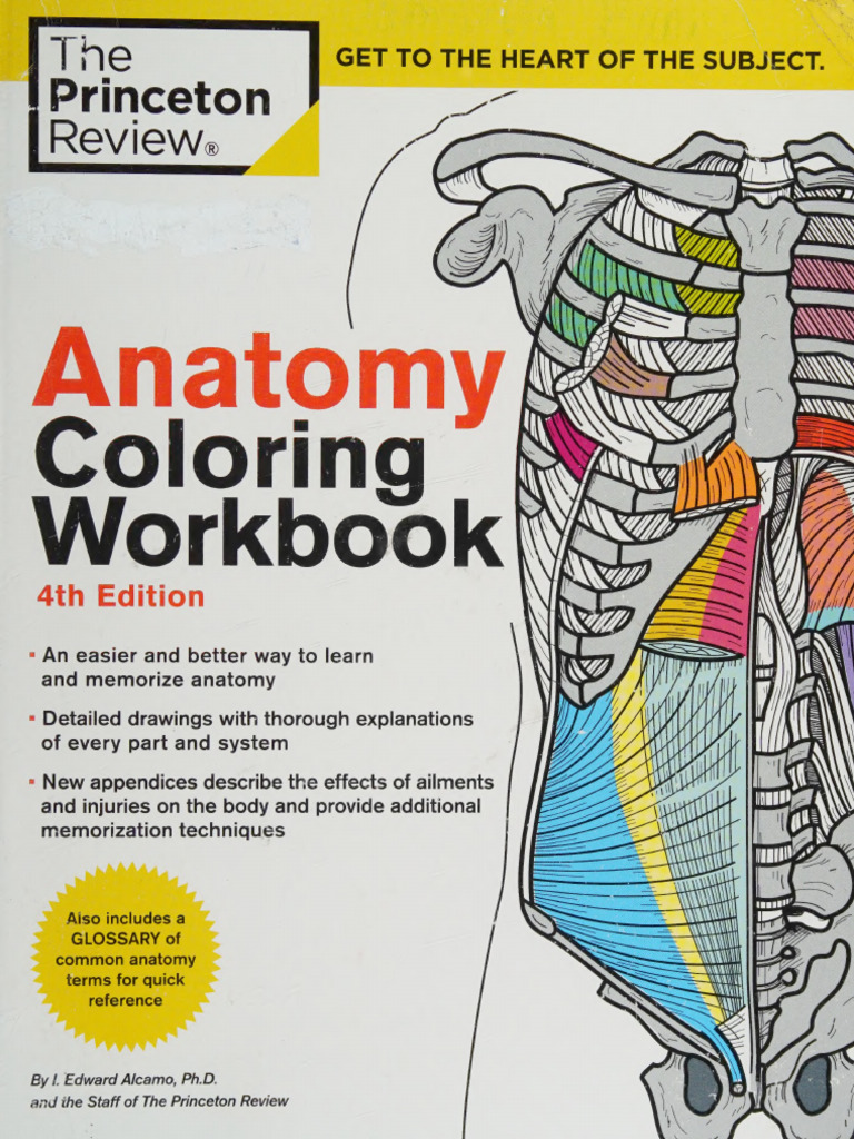 Anatomy Coloring Workbook 4th Edition - I Edward Alcamo | PDF ...