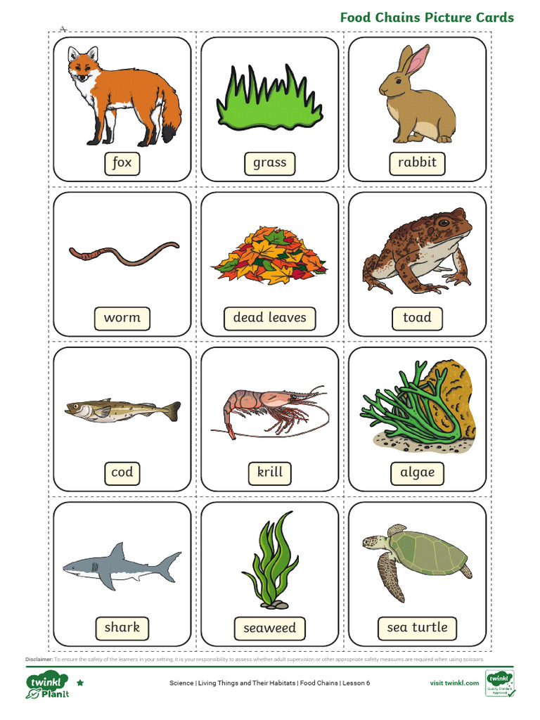 Picture Cards Food Chains | PDF