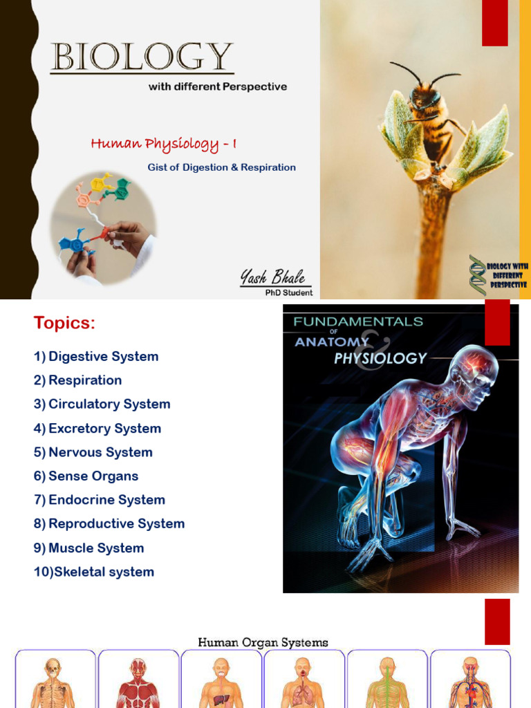 3) Human Physiology Overview (Part 1) | PDF | Cellular Respiration ...