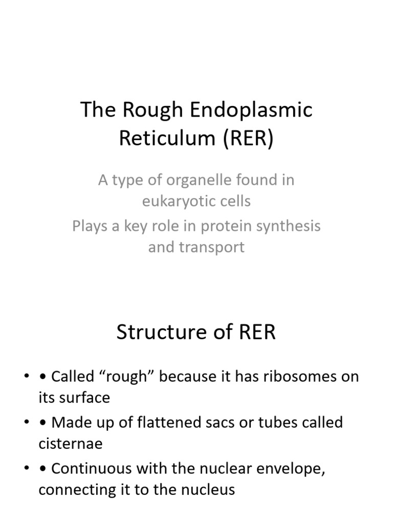 Rough Endoplasmic Reticulum Presentation | PDF
