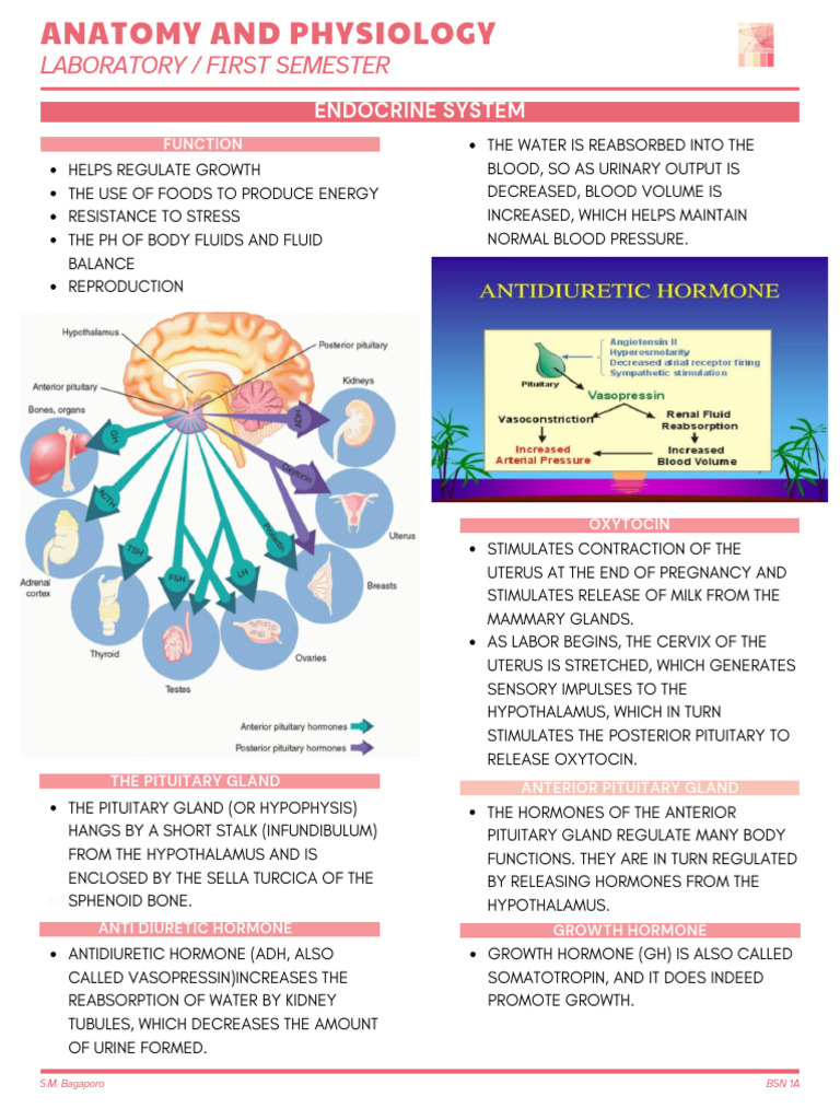 Lab Endocrine System | PDF