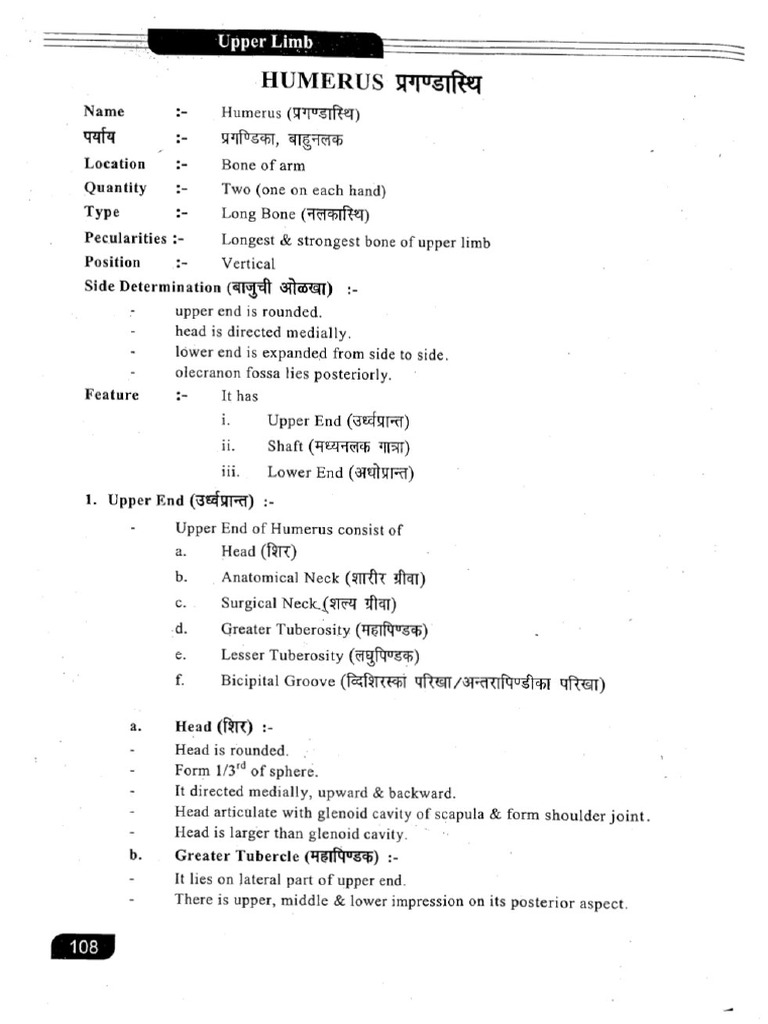 Humerus Notes | PDF