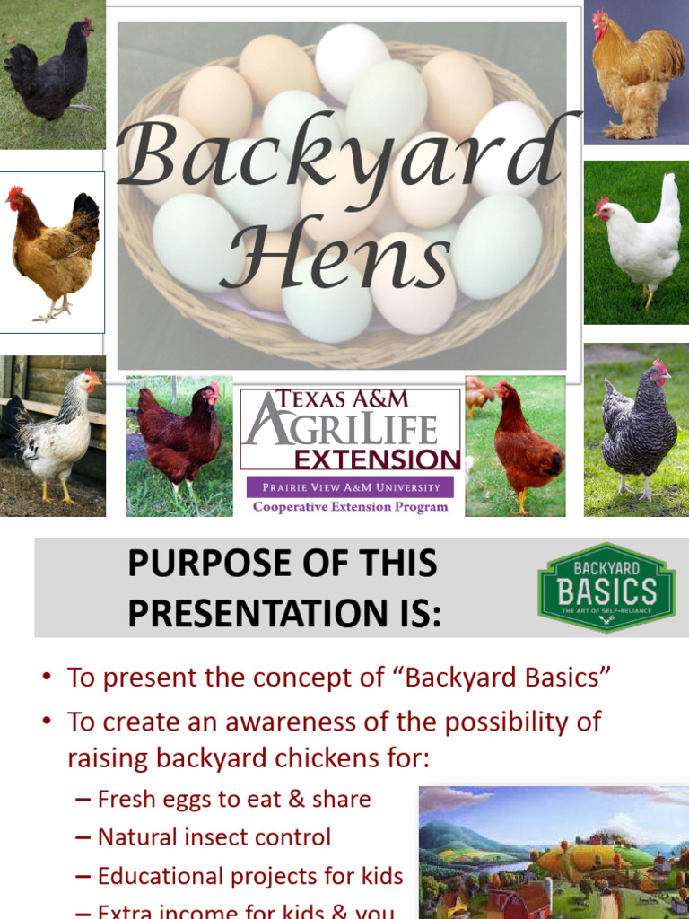 Backyard Basics Chickens | PDF | Poultry Farming | Chicken