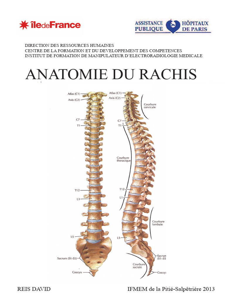 Fichier Rachis | PDF | Vertèbre | Cou