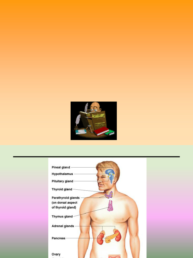 2020-21 the Endocrine System Part II | PDF | Luteinizing Hormone ...