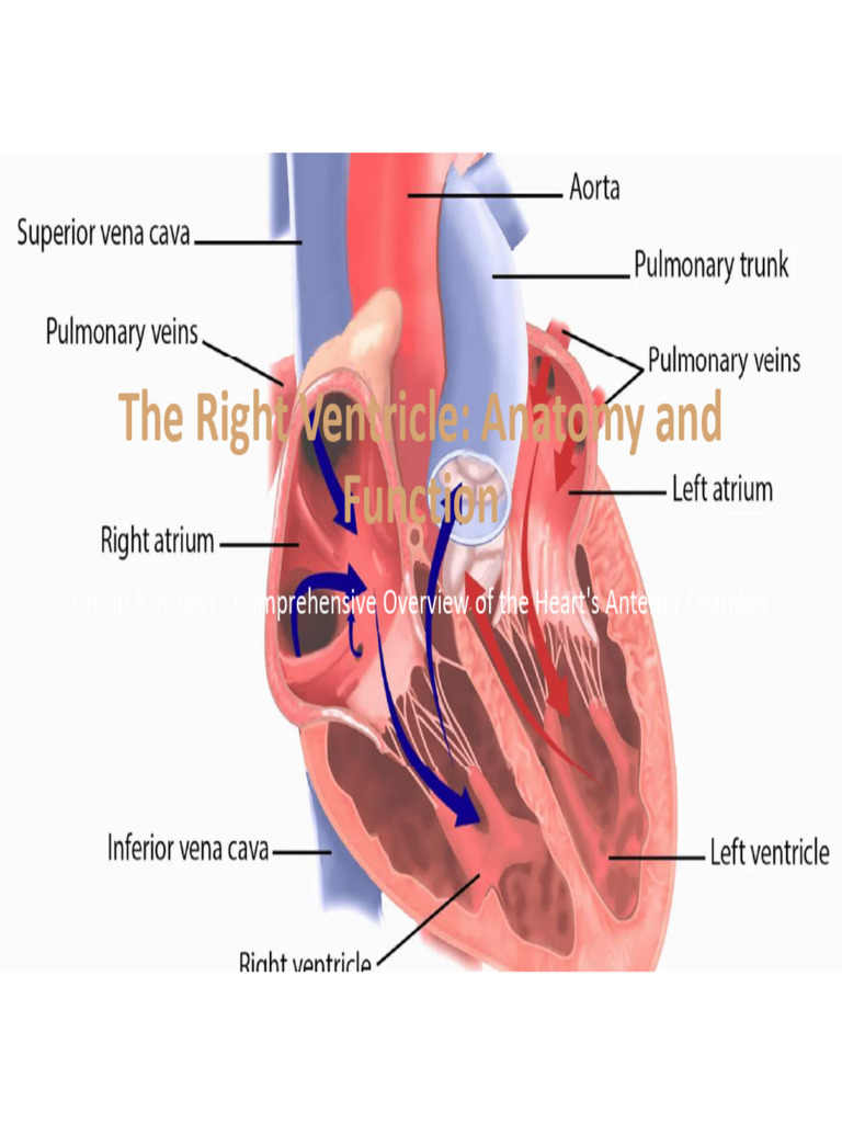 The Right Ventricle Anatomy and Function | PDF | Ventricle (Heart) | Heart