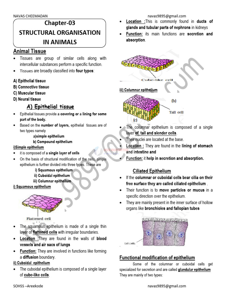 Hssrptr_03-Structural Organisation in Animals Focus Area | PDF ...