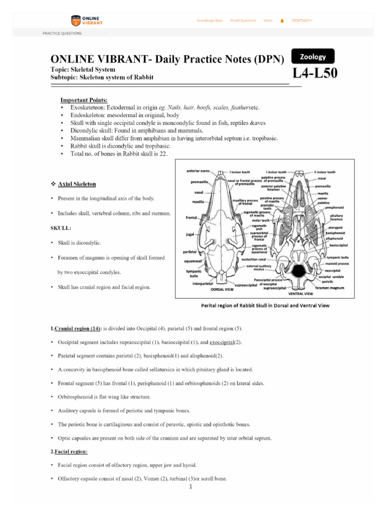 Rabbit Bones | PDF