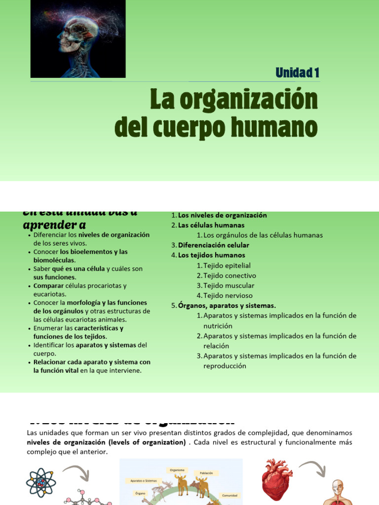 Organizacion Cuerpo Humano 3ESO | PDF | Organismos | Biología Celular)