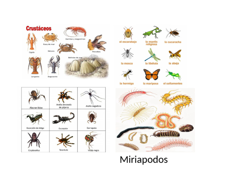 Insecto S | PDF
