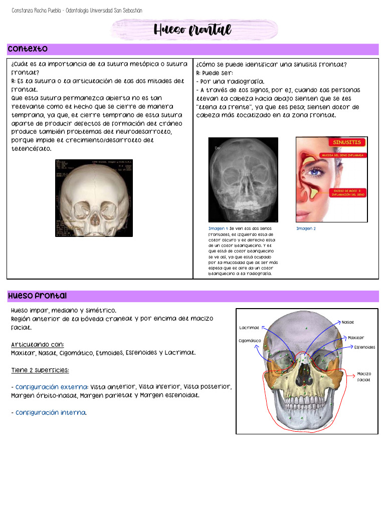 Resumen – Anatomia SS3 | PDF | Anatomía de los primates | Sistema ...