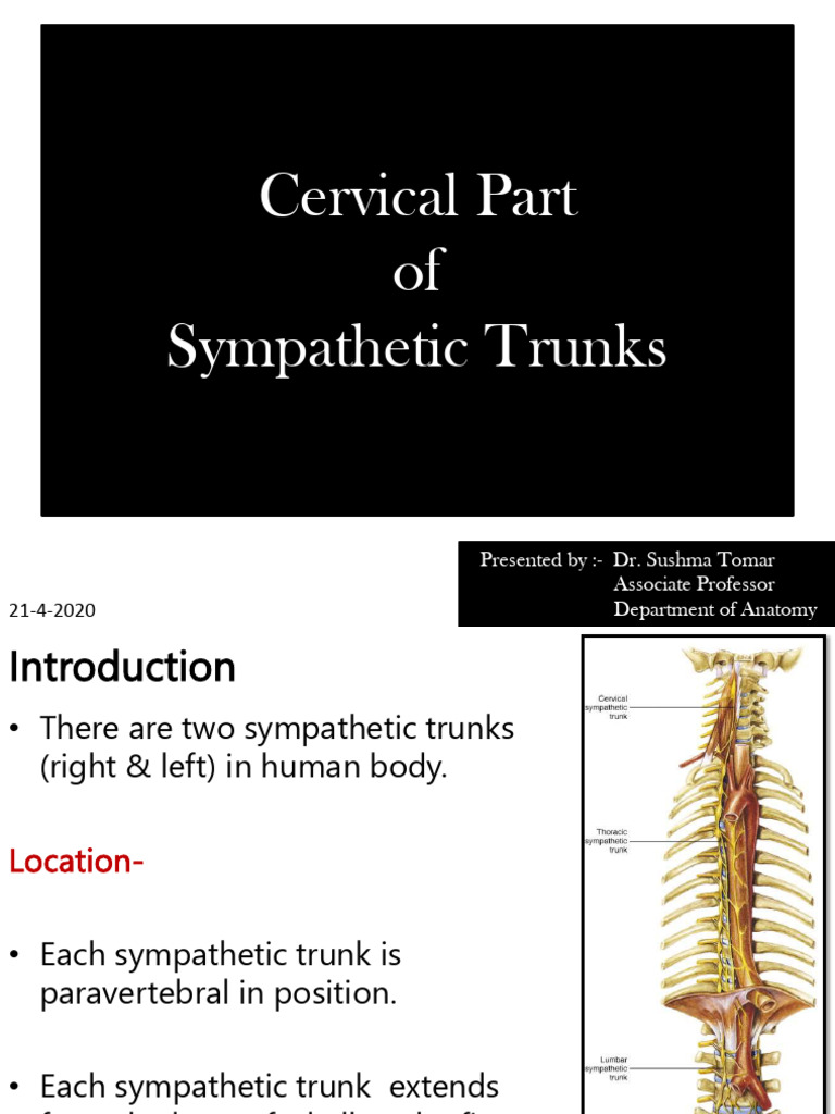 Cervical Sympathetic Trunks | PDF | Common Carotid Artery | Nervous System